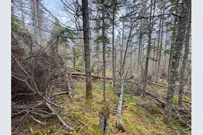 Lot 46 Yoho Head Road, Machiasport, ME 04655 - Photo 17