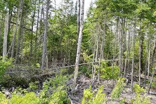 Lot 1 2 11 12 Off Fogg Brook Rd, Lowell, ME 04493 - Photo 1