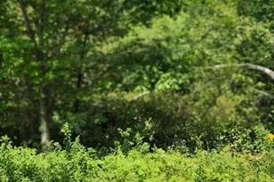 Lot#33 Shore Acres Rd, Parsonsfield, ME 04047 - Photo 1