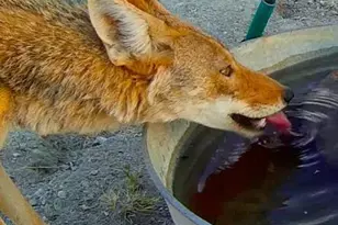 17047 S Sierrita Mountain Rd, Tucson, AZ 85736 - Photo 37