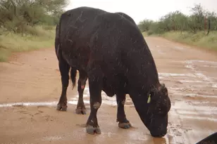 17047 S Sierrita Mountain Rd, Tucson, AZ 85736 - Photo 43