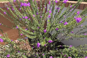 229 N Tracy Rd, Pearce, AZ 85625 - Photo 15