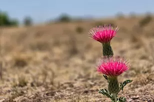 89 Curly Horse Ranch Rd, Sonoita, AZ 85637 - Photo 13