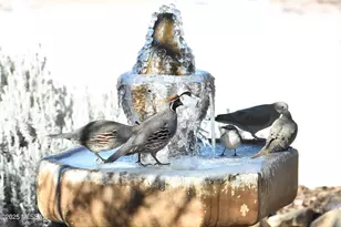 7117 S Oleander Ln, Hereford, AZ 85615 - Photo 47