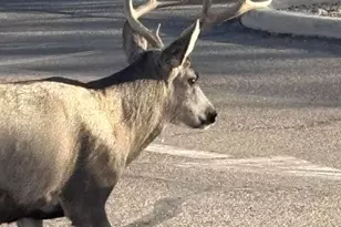 37547 S Canyon Side Dr, Saddlebrooke, AZ 85739 - Photo 47