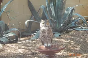 38996 S Moonwood Dr, Saddlebrooke, AZ 85739 - Photo 43