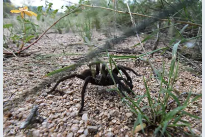 1Xx E Kaibab Way #469, Cochise, AZ 85606 - Photo 11