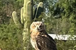 9411 W Sky Blue Dr, Tucson, AZ 85735 - Photo 45