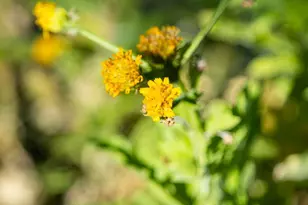 [Address not provided], Tucson, AZ 85745 - Photo 45