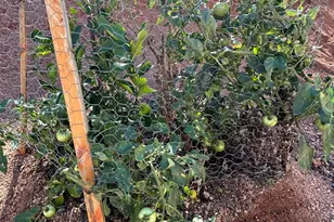 895 Calle Alabastro, Rio Rico, AZ 85648 - Photo 31