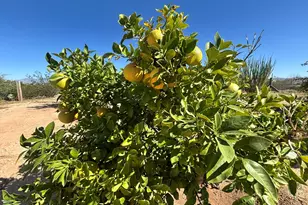 10935 S Swan Rd, Tucson, AZ 85756 - Photo 27