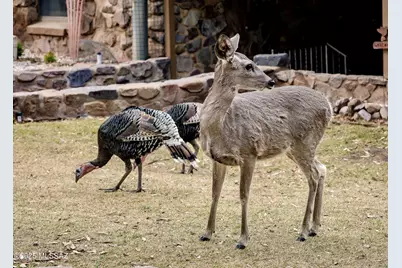 29 E Ramsey Canyon Road, Hereford, AZ 85615 - Photo 3