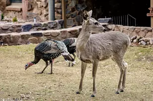 29 E Ramsey Canyon Rd, Hereford, AZ 85615 - Photo 3