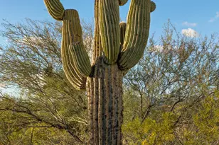 10845 N Summer Moon Pl, Tucson, AZ 85737 - Photo 9