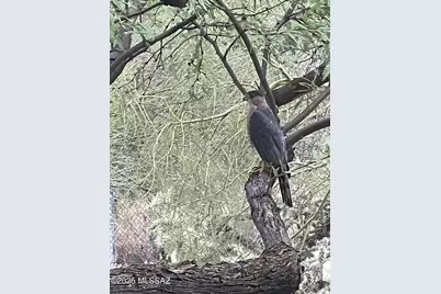 5794 E Camino Del Celador, Tucson, AZ 85750 - Photo 49