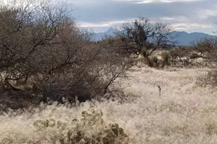 16040 Big Run Ave, Tucson, AZ 85736 - Photo 3