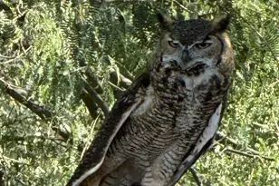 603 W Mickelson Ln, Green Valley, AZ 85614 - Photo 39