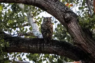 10185 South Bailando Rio, Hereford, AZ 85615 - Photo 43