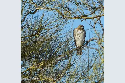 40679 Staghorn Lane #F, Marana, AZ 85658 - Photo 15