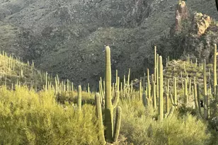 6655 N Canyon Crest Dr, Tucson, AZ 85750 - Photo 15