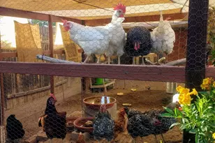 4529 E Bermuda St, Tucson, AZ 85712 - Photo 33