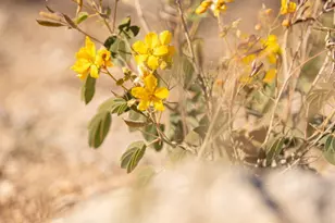 6401 N Camino Abbey, Tucson, AZ 85718 - Photo 47