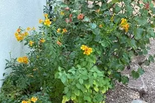 1419 E Linden St, Tucson, AZ 85719 - Photo 21