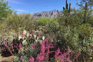 2820 E Cerrada Los Palitos, Tucson, AZ 85718 - Photo 29