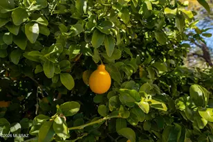 832 E Vault Mine Ct, Green Valley, AZ 85614 - Photo 29