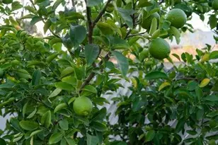 7122 E Eastland St, Tucson, AZ 85710 - Photo 33