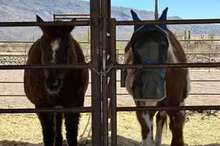 2305 N El Camino Rinconado, Tucson, AZ 85749 - Photo 27