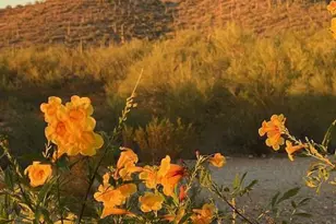 3274 S Feldspar Ave, Tucson, AZ 85735 - Photo 41