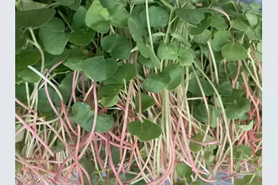 11640&amp;50 Lava Peak Road, Vail, AZ 85641 - Photo 5