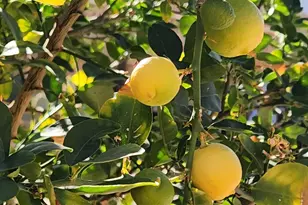 325 S Ave A, San Manuel, AZ 85631 - Photo 29