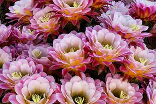 11880 N Cassiopeia Dr, Oro Valley, AZ 85737 - Photo 33