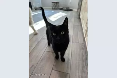 10322 N Cape Fear Lane, Tucson, AZ 85737 - Photo 43