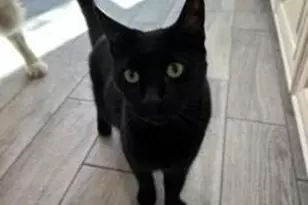 10322 N Cape Fear Ln, Tucson, AZ 85737 - Photo 43