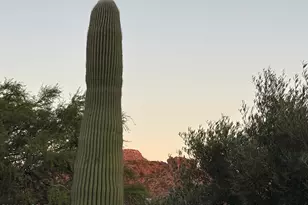 13575 N Holly Grape Dr, Marana, AZ 85658 - Photo 25