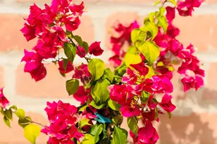 8449 N Via Tioga, Tucson, AZ 85704 - Photo 31