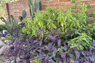 2347 Camino Esplendido, Tubac, AZ 85646 - Photo 43