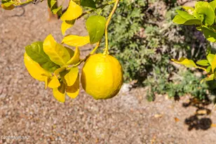 2630 E Genevieve Way, Green Valley, AZ 85614 - Photo 49