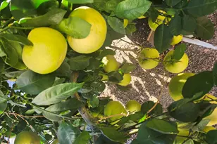 3394 W Crestone Ct, Tucson, AZ 85742 - Photo 43