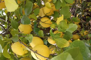 3394 W Crestone Ct, Tucson, AZ 85742 - Photo 41