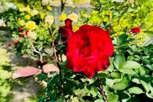 7122 E Eastland St, Tucson, AZ 85710 - Photo 35