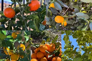 13220 N Fluffgrass Pl, Oro Valley, AZ 85755 - Photo 5