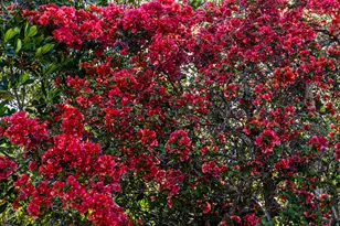 401 Panay Ave, Naples, FL 34113 - Photo 39