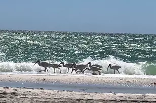 278 Bass Ct, Marco Island, FL 34145 - Photo 37