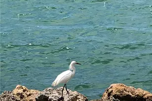 410 Cristobal St, Naples, FL 34113 - Photo 39