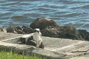 410 Cristobal St, Naples, FL 34113 - Photo 125