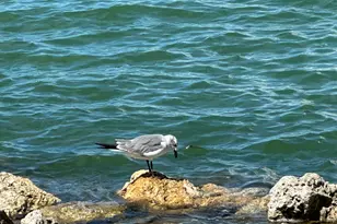 410 Cristobal St, Naples, FL 34113 - Photo 123